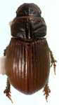 Leiopsammodius indefensus